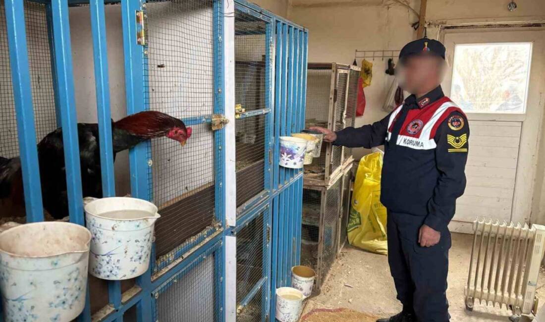 Malatya’nın Akçadağ ilçesinde, horoz dövüştürüldüğü belirlenen adrese yönelik jandarma operasyonu
