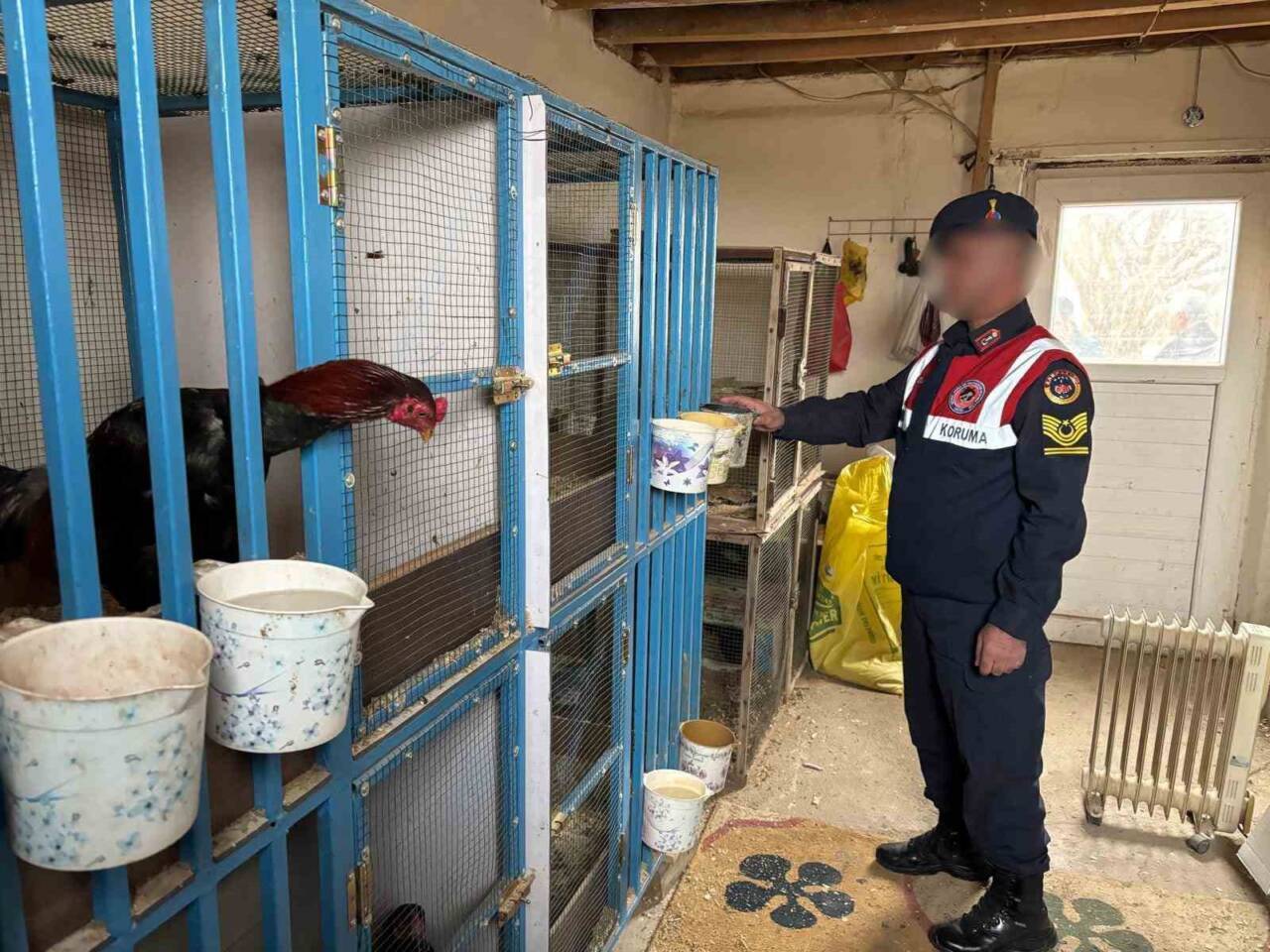 Malatya’nın Akçadağ ilçesinde, horoz dövüştürüldüğü belirlenen adrese yönelik jandarma operasyonu