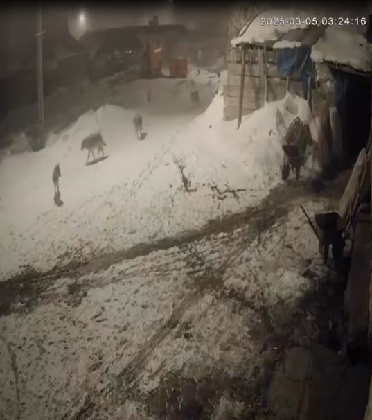 Ardahan’ın Göle ilçesinde aç kalan kurtlar, indikleri köyde köpeklere saldırdı.