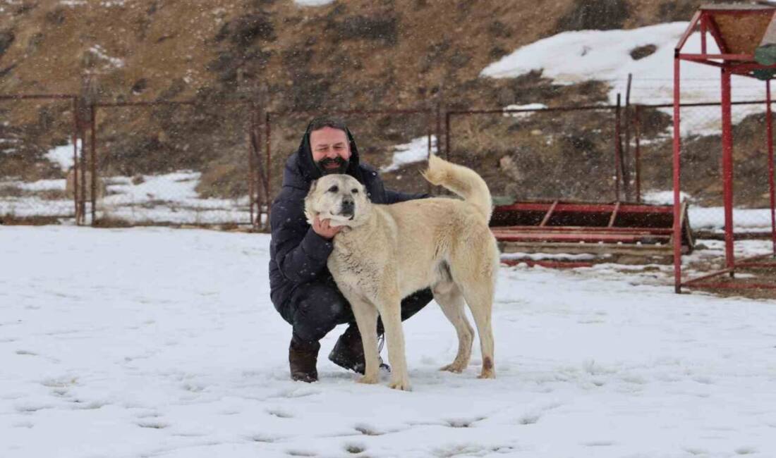 Ünü ülke sınırlarını aşan ve dünyanın en iyi sürü koruma