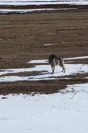 Ardahan'ın Değirmenli köyünde, bir kişi tarafından çekilen görüntülerde, yolda ilerleyen