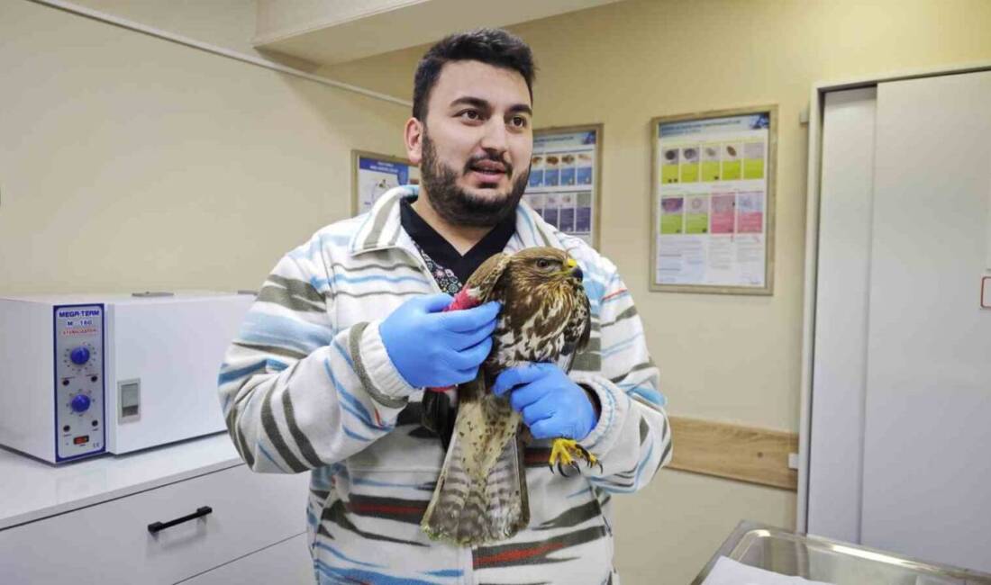 Artvin’in Ardanuç ilçesinde yaralı bulunan puhu kuşu, tedavi altına alındı.