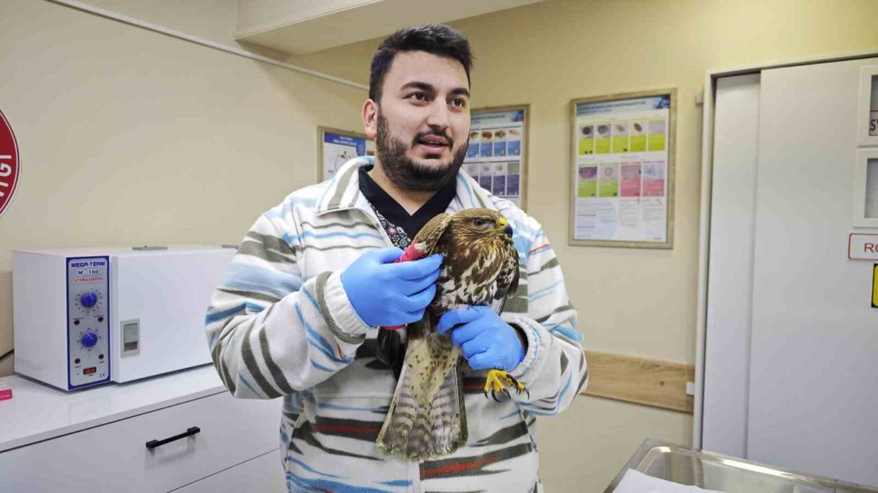 Artvin’in Ardanuç ilçesinde yaralı bulunan puhu kuşu, tedavi altına alındı.