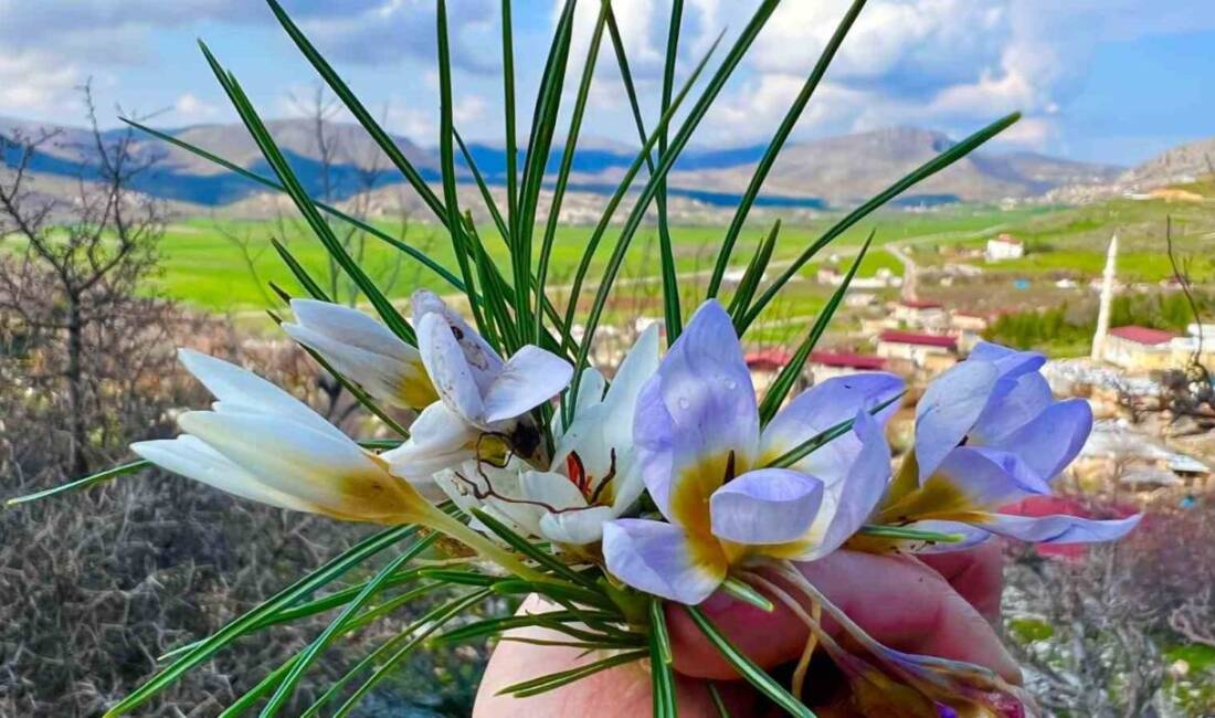 Diyarbakır’ın Silvan ilçesine bağlı Demirkuyu köyü, baharın gelişiyle adeta bir