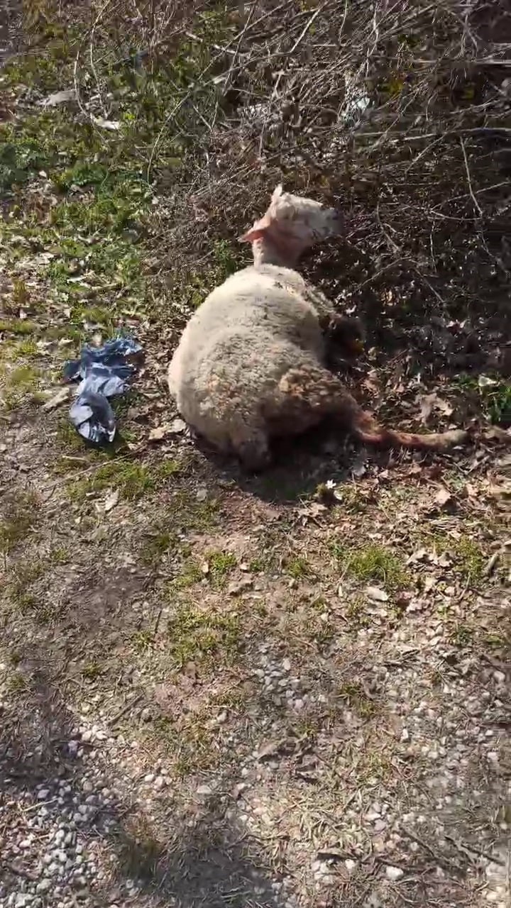 Sakarya’nın Karapürçek ilçesinde başıboş köpekler, ormanlık alanda bir koyunu boğarak