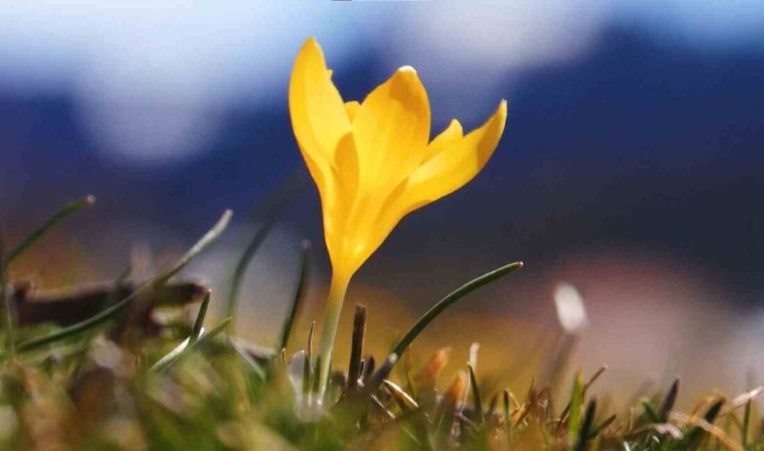 Ankara’nın Kızılcahamam ilçesindeki yaylalarda baharın habercisi olarak bilinen çiğdem çiçekleri