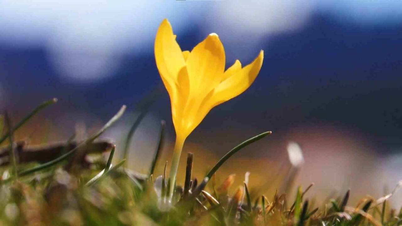 Ankara’nın Kızılcahamam ilçesindeki yaylalarda baharın habercisi olarak bilinen çiğdem çiçekleri