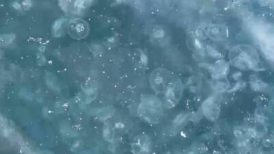 Son günlerde İstanbul'un Beşiktaş sahilinde, özellikle Bebek bölgesinde yoğun şekilde