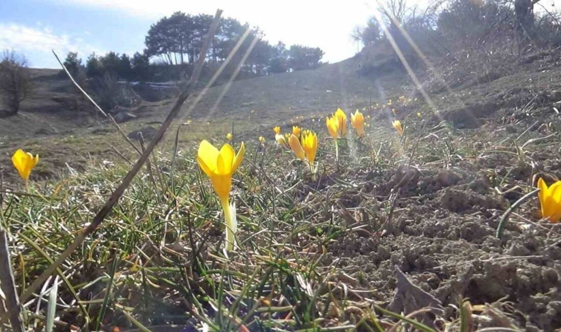 Bolu’nun Mudurnu ilçesinde sıcaklıkların artmasıyla birlikte, “baharın müjdecisi” olarak anılan