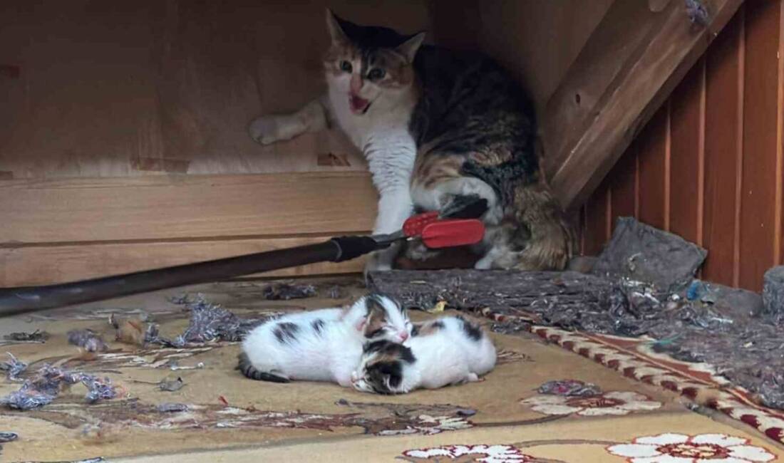 Mersin’de doğum yaptığı camiye yavrularıyla birlikte sığınan kedi, Mersin Büyükşehir