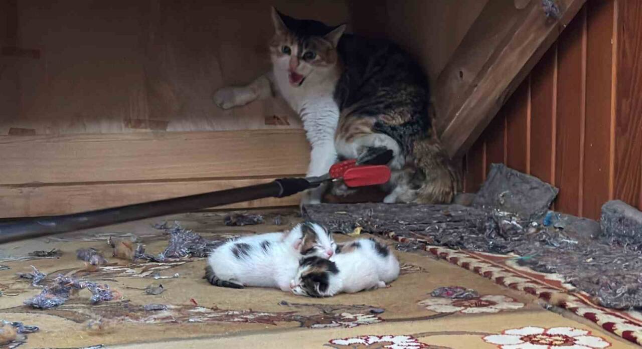 Mersin’de doğum yaptığı camiye yavrularıyla birlikte sığınan kedi, Mersin Büyükşehir