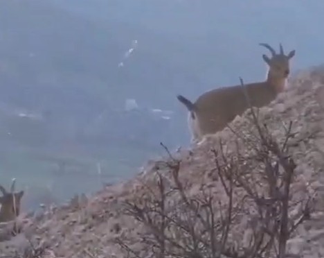 Tokat’ın Niksar ilçesinde dağ keçilerini görüntülemek isteyen bir vatandaş, zorlu