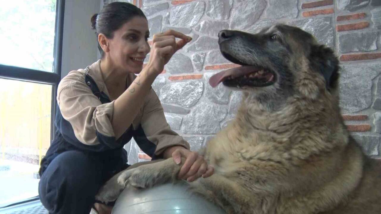 Aşırı kilo nedeniyle hareket etmekte zorlanan 55 kiloluk Duman isimli