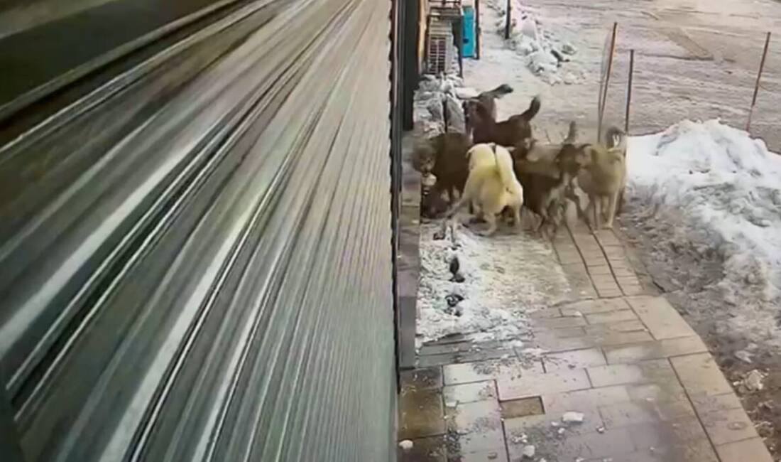 Hakkari’nin Yüksekova ilçesinde yiyecek bulamayınca yerleşim merkezine inen kurda köpekler