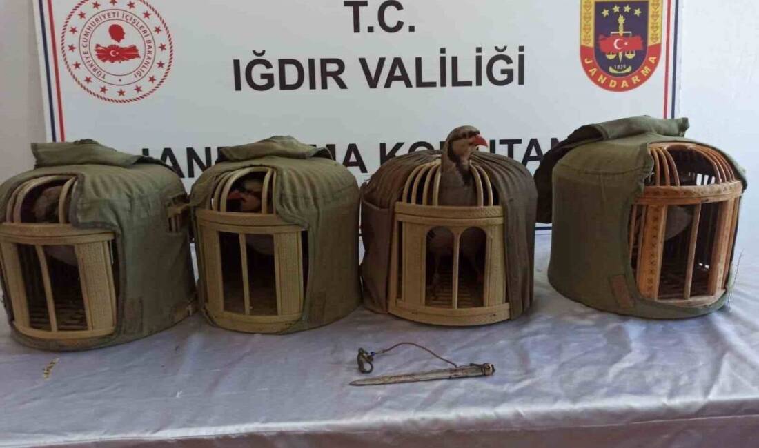 Iğdır’da jandarma ekipleri tarafından, kaçak avladıkları 15 kınalı keklikle yakalanan