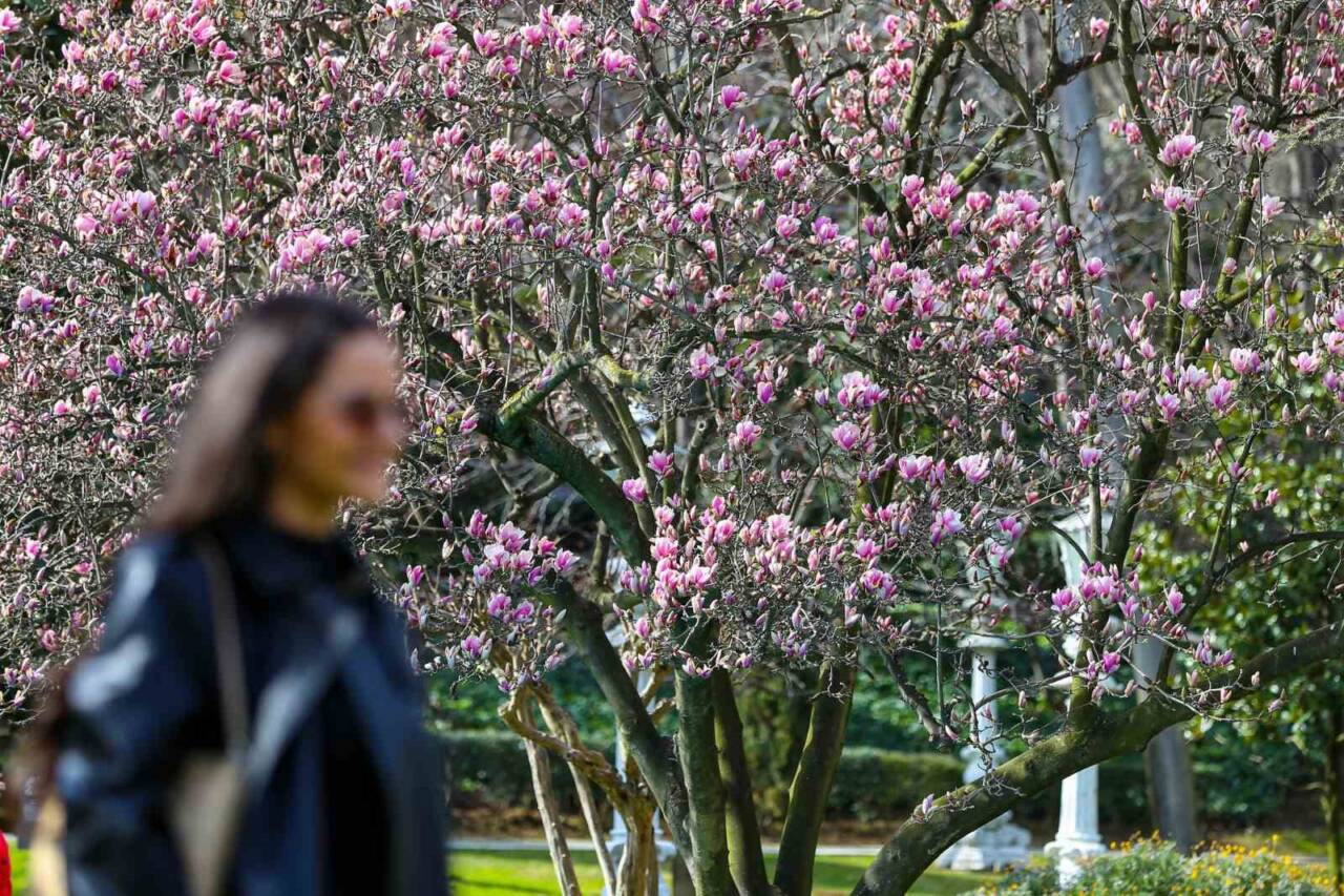 İstanbul’un tarihi yapılarından Ihlamur Kasırları, baharın habercisi manolya ağaçlarıyla renklendi.