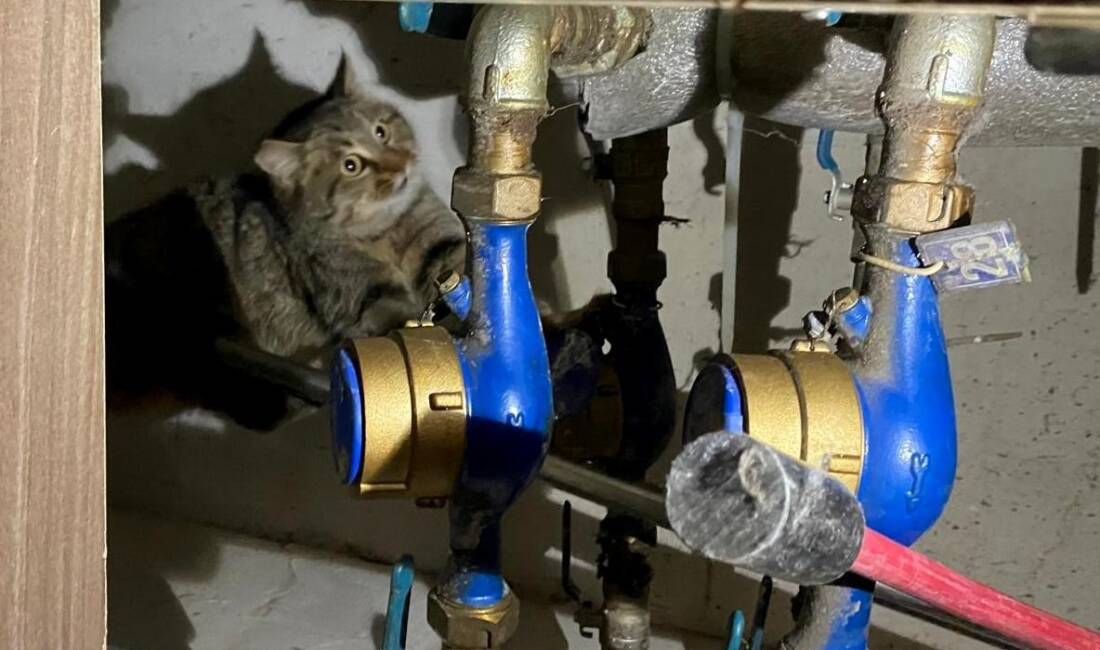 Erzincan’da kanalizasyon borularına sıkışan kedi itfaiye ekiplerince kurtarıldı. İtfaiye Müdürlüğü’ne