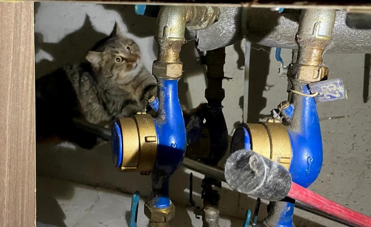 Erzincan’da kanalizasyon borularına sıkışan kedi itfaiye ekiplerince kurtarıldı. İtfaiye Müdürlüğü’ne