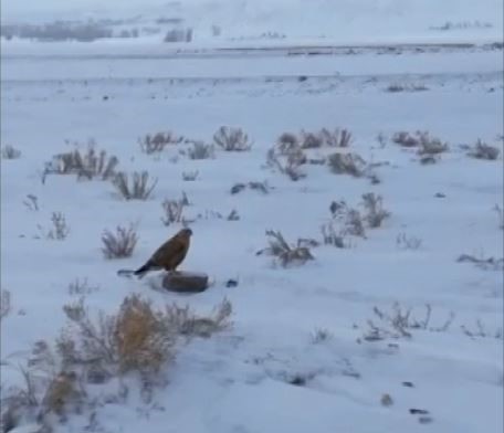 Sivas’ta Jandarma ekipleri, ağır kış şartlarında yiyecek bulmakta zorlanan yaban