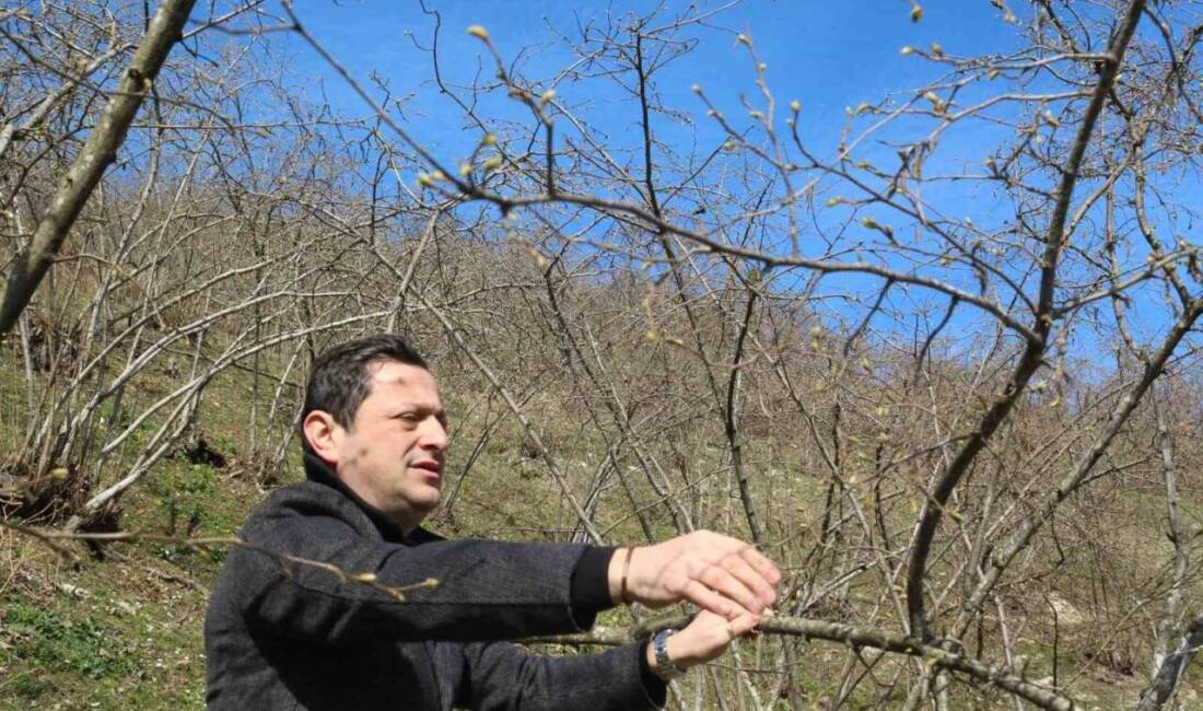 Doğu Karadeniz Bölgesi’nde etkili olan kar yağışının fındık için faydalı