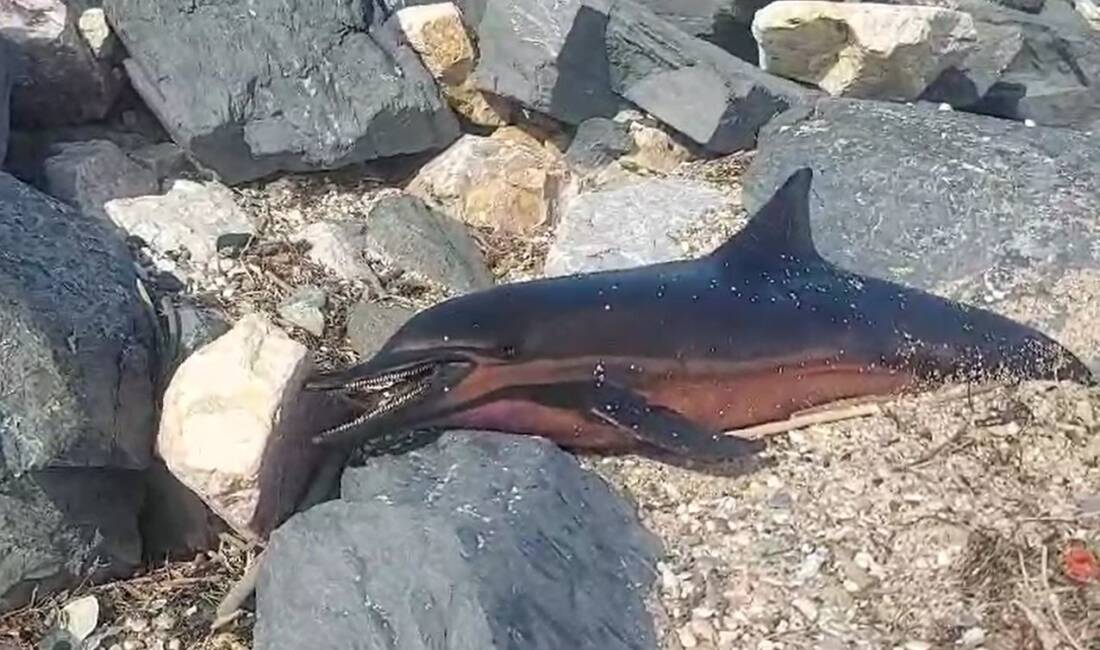İstanbul Arnavutköy’deki Karaburun sahiline ölü yunus balığı vurdu. İstanbul Arnavutköy’de