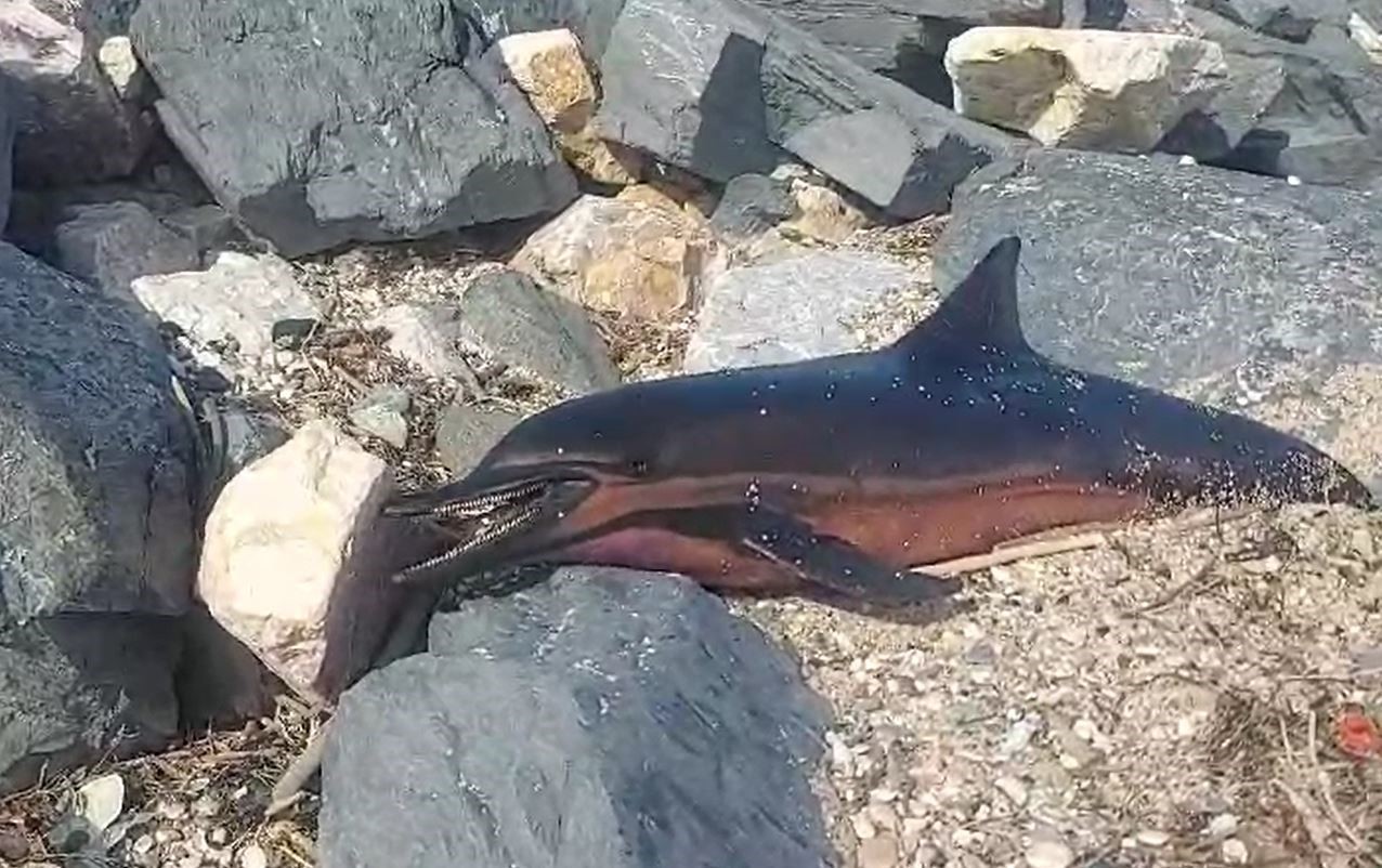 İstanbul Arnavutköy’deki Karaburun sahiline ölü yunus balığı vurdu. İstanbul Arnavutköy’de
