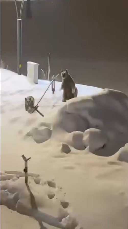 Kars’ın Sarıkamış ilçesinde kış uykusundan uyanan boz ayılar, yiyecek bulmak