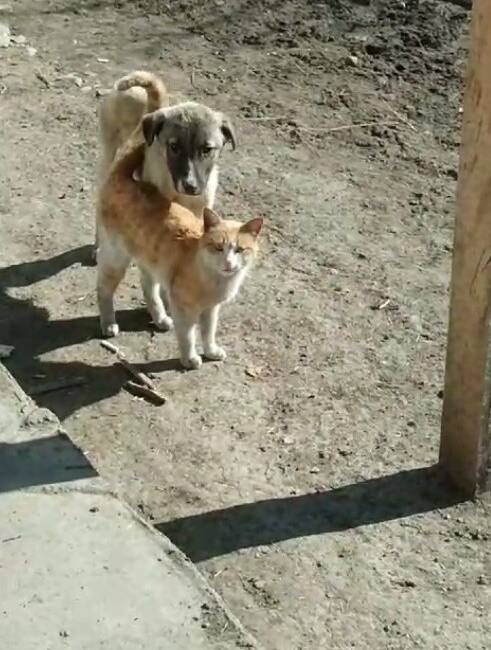 Kars'ın soğuk havasına inat, bir kedi ve köpeğin birbirine sokularak