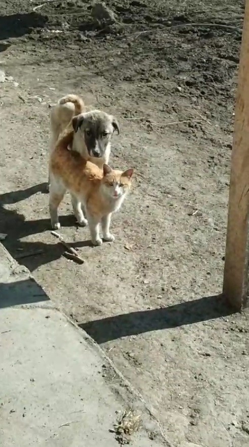 Kars'ın soğuk havasına inat, bir kedi ve köpeğin birbirine sokularak