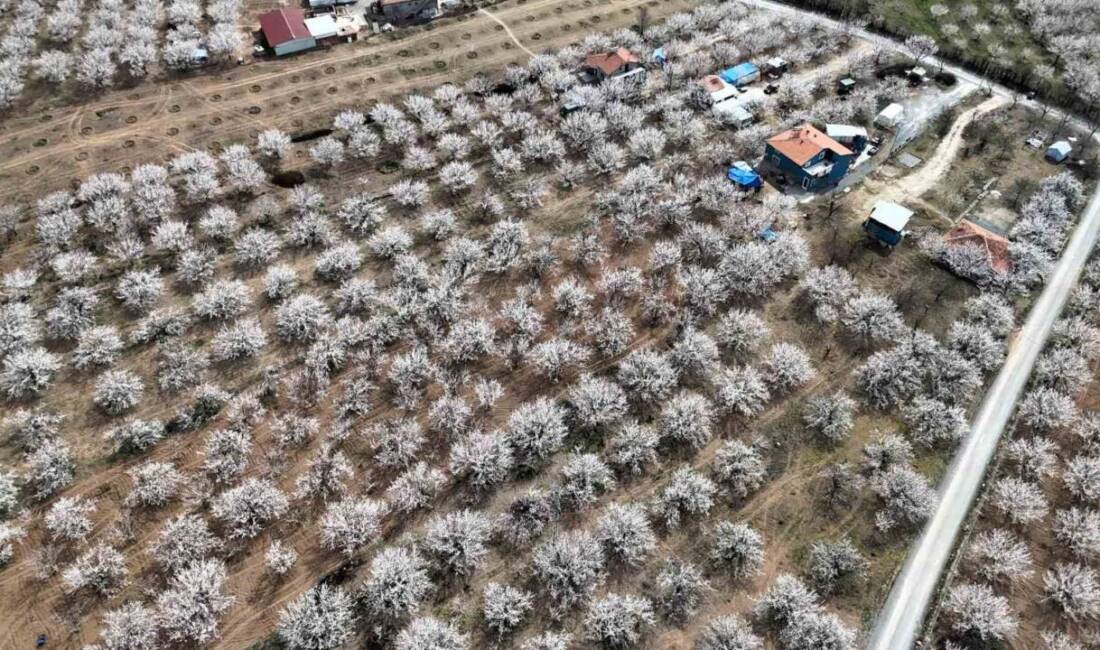 Malatya, kayısı ağaçlarının çiçek açmasıyla beyaz bir örtü içine büründü.