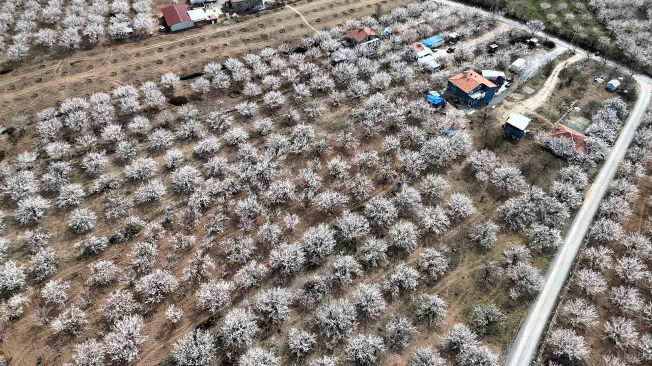 Malatya, kayısı ağaçlarının çiçek açmasıyla beyaz bir örtü içine büründü.