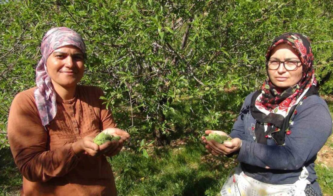 Mersin’in Silifke ilçesinde yılın ilk çağla hasadı yapılırken, yüzde elli