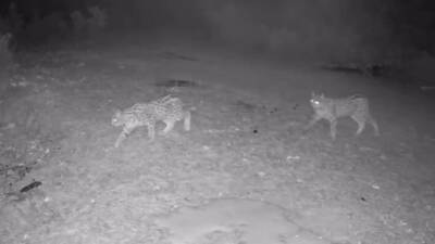 Çankırı’da doğaya yerleştirilen fotokapan kameralar, nesli tükenme tehlikesi altındaki vaşak,