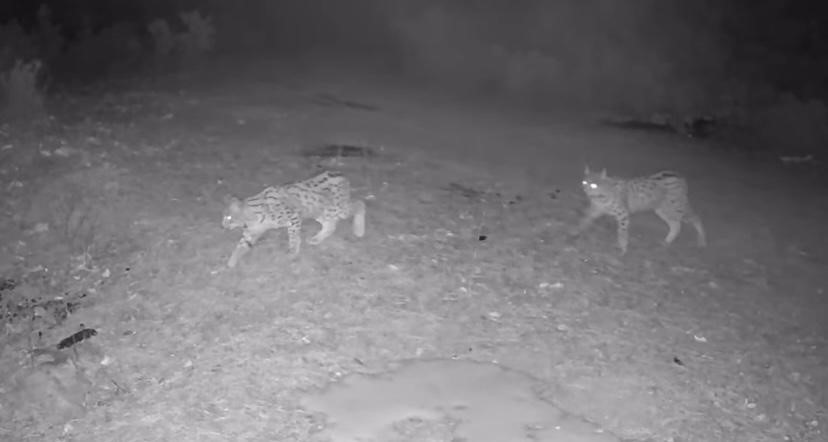 Çankırı’da doğaya yerleştirilen fotokapan kameralar, nesli tükenme tehlikesi altındaki vaşak,