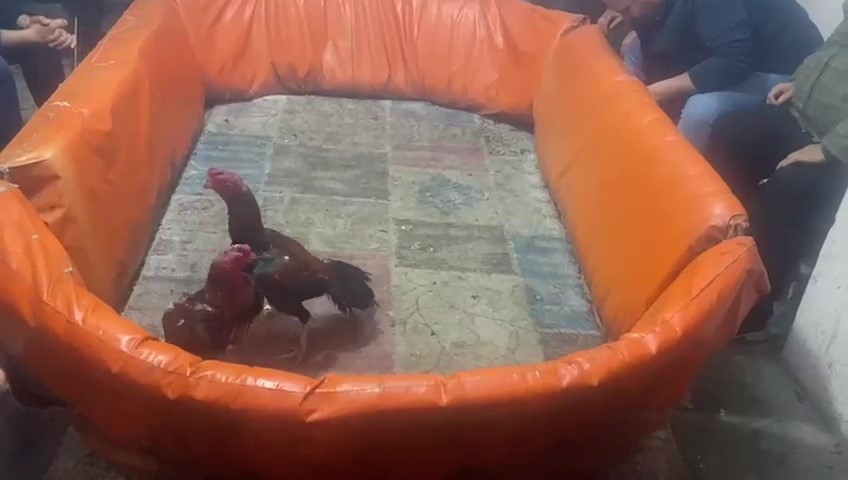 Pendik’te horoz dövüştürme ihbarı alan Pendik İlçe Emniyet Müdürlüğü ekipleri,