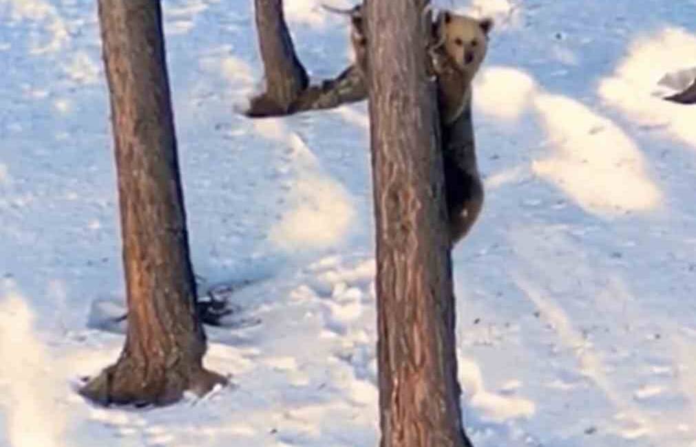 Sarıkamış'ta bir doğa yürüyüşü sırasında, kış uykusundan yeni uyanmış bir