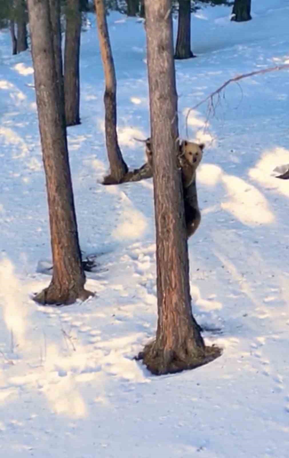 Sarıkamış'ta bir doğa yürüyüşü sırasında, kış uykusundan yeni uyanmış bir