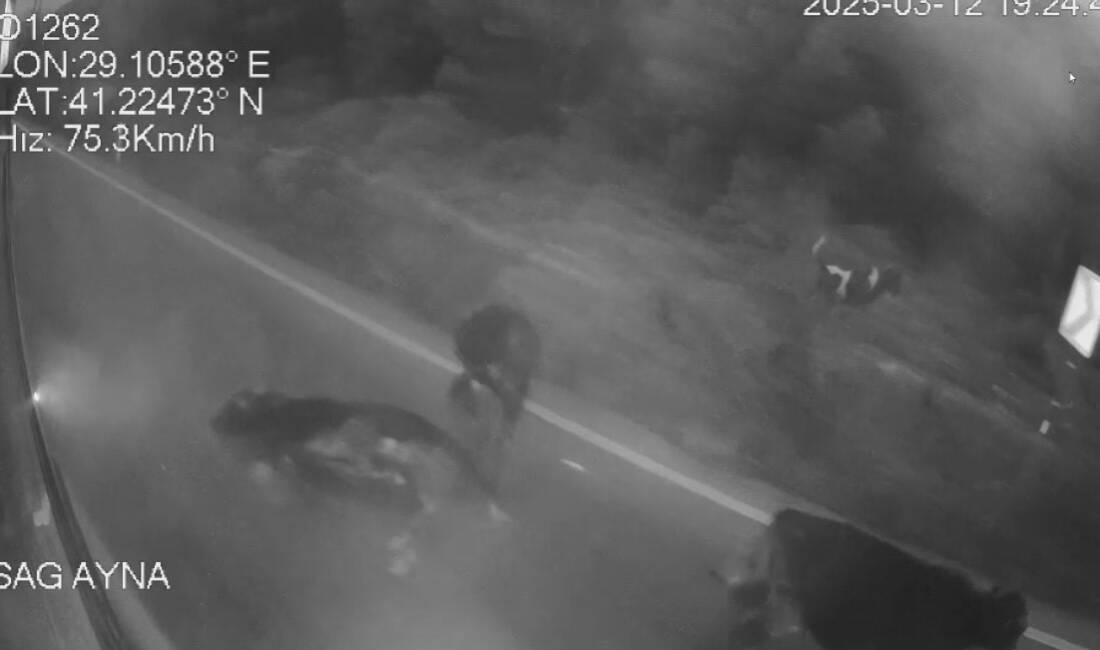 Sarıyer’de bir İETT otobüsünün yola çıkan ineğe çarpmamak için manevra