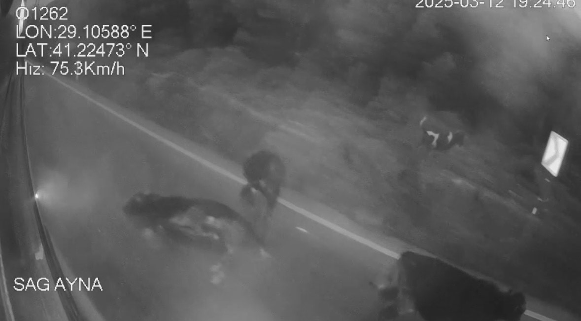 Sarıyer’de bir İETT otobüsünün yola çıkan ineğe çarpmamak için manevra