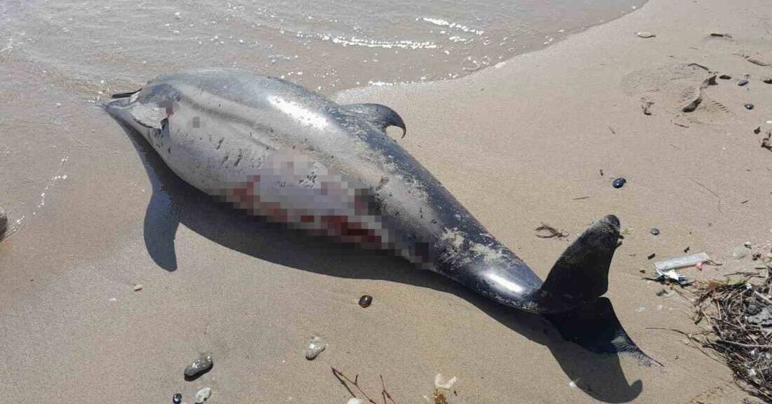 Sinop’ta bir gün arayla 2. ölü yunus sahile vurdu. Sinop’un