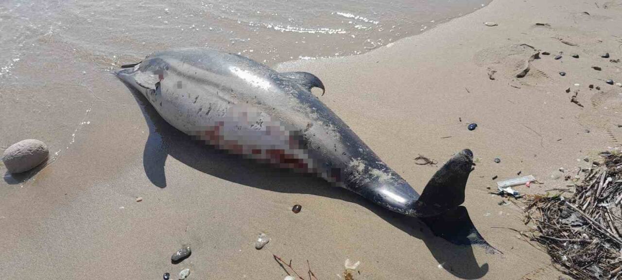 Sinop’ta bir gün arayla 2. ölü yunus sahile vurdu. Sinop’un