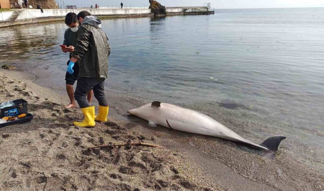 Sinop´ta sahilde ölü yunus bulundu. Yetkililerce yunustan örnekler alınarak ölüm