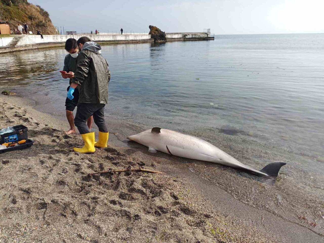 Sinop´ta sahilde ölü yunus bulundu. Yetkililerce yunustan örnekler alınarak ölüm
