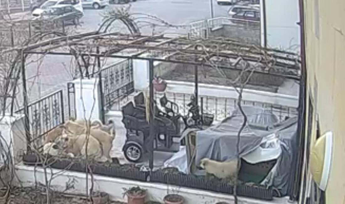 Nevşehir’de sokak köpeklerinin saldırısına uğrayan kedi telef oldu. O anlar