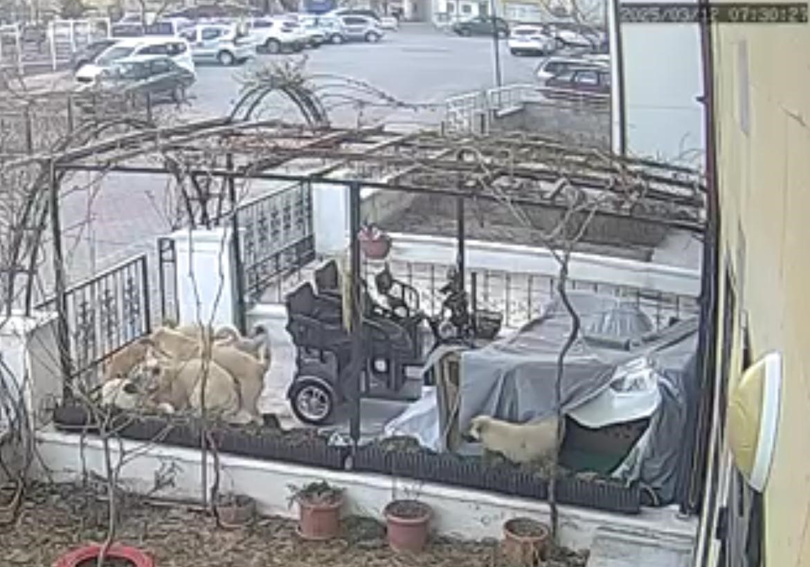 Nevşehir’de sokak köpeklerinin saldırısına uğrayan kedi telef oldu. O anlar