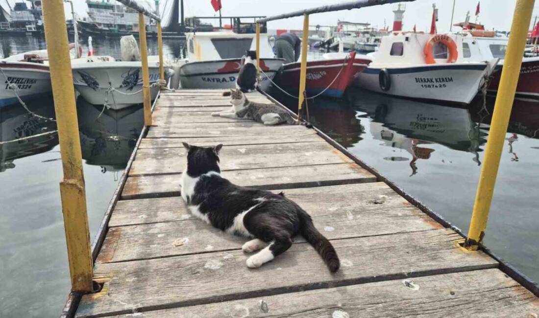 Süleymanpaşa'daki balıkçı barınağı, deniz araçlarının yanı sıra yüzlerce kedinin, kazın