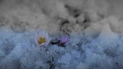 Bitlis’in Tatvan ilçesinde baharın habercisi olarak bilinen çiğdem çiçekleri, karların
