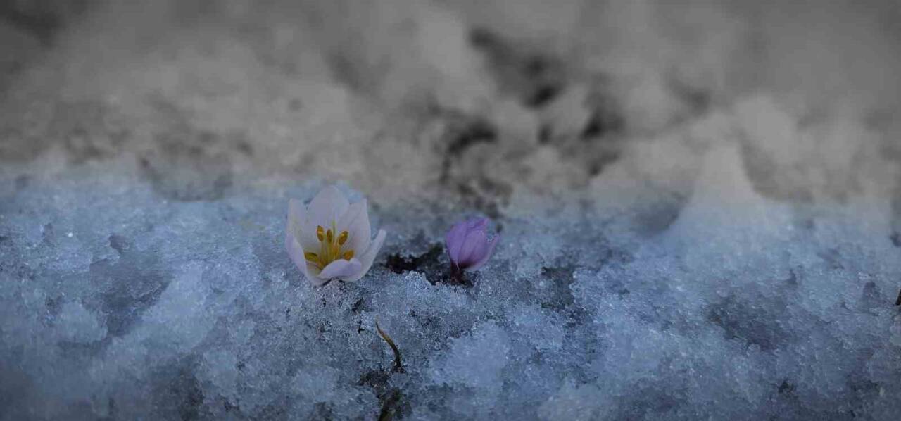 Bitlis’in Tatvan ilçesinde baharın habercisi olarak bilinen çiğdem çiçekleri, karların