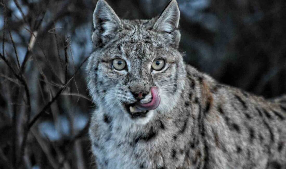 Tunceli'de doğa fotoğrafçısı Umut Bulut, Pülümür Vadisi'nde nesli tükenme tehlikesiyle
