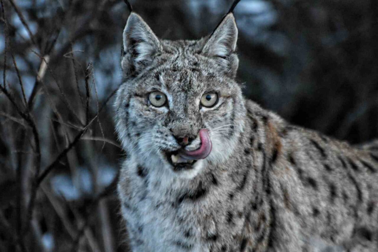 Tunceli'de doğa fotoğrafçısı Umut Bulut, Pülümür Vadisi'nde nesli tükenme tehlikesiyle